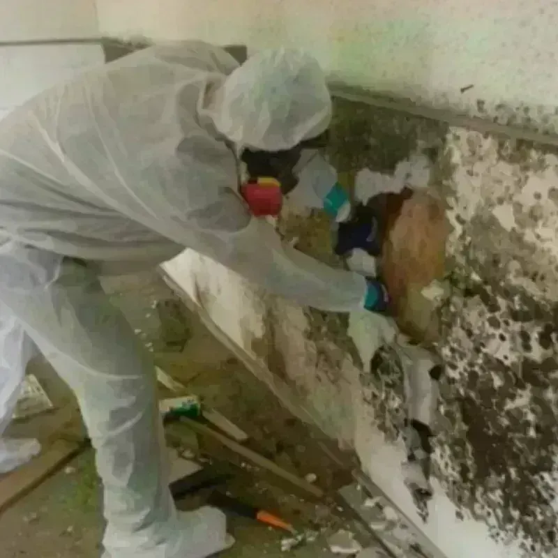 Mold Remediation and Removal in Frankenmuth, MI